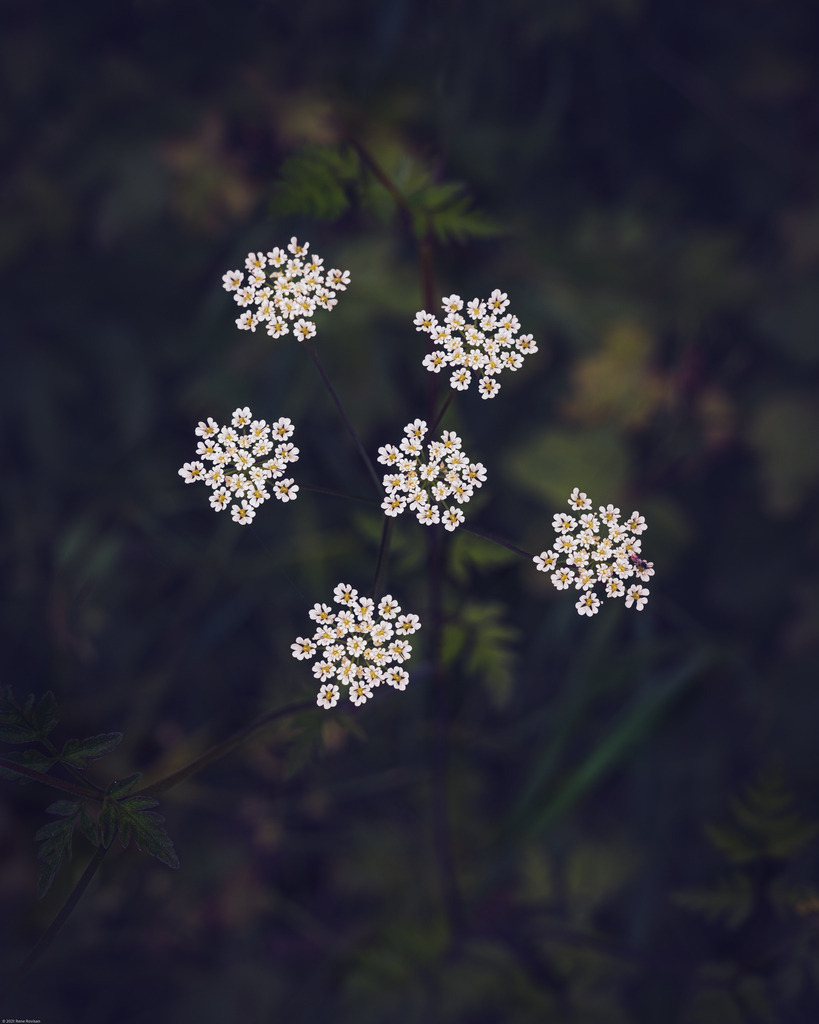 _DSC3896 | renerovisanfotoart.com