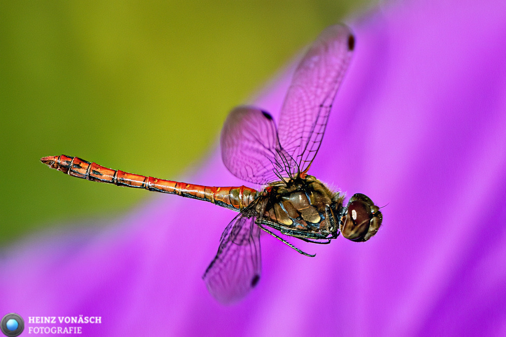 Tiere_0023 | Alle Bilder von Heinz Vonäsch Fotografie können alle zu günstigen Preisen gekauft werden! Download der Bilder, Ausdrucke, Postkarten, Tassen T-Shirts, Kalender, Alu- Dibond usw. - Realisiert mit Pictrs.com