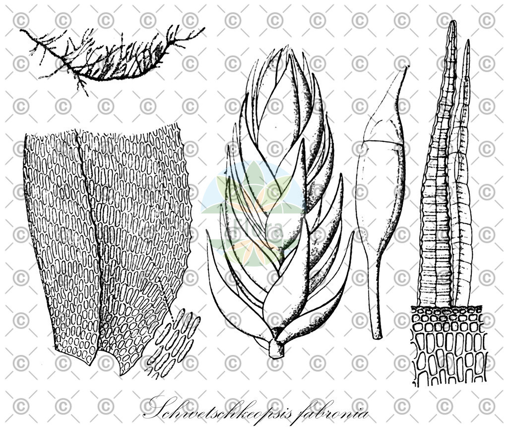 HistAbb_wfo-0000496714_1_ENZY_Simple | Historische Abbildung von Schwetschkeopsis fabronia - Taxiphyllaceae | Historical Illustration of Schwetschkeopsis fabronia - Taxiphyllaceae