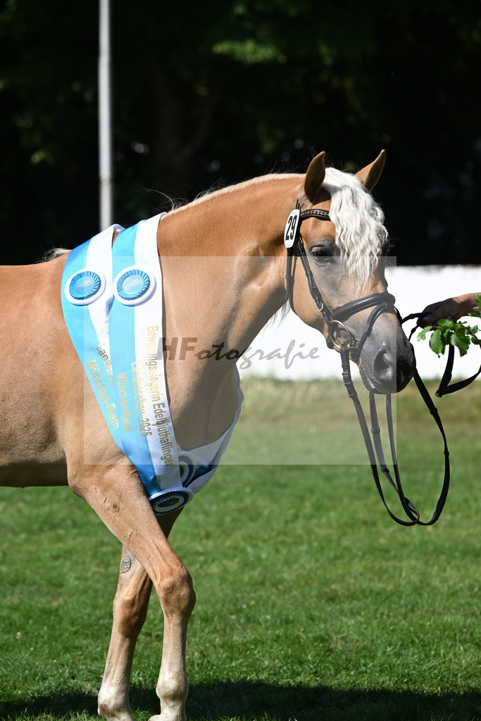 Kat-Nr. 29 Baghira v. Schampus_Czernoch_18251658 | hf-fotografie - Realisiert mit Pictrs.com