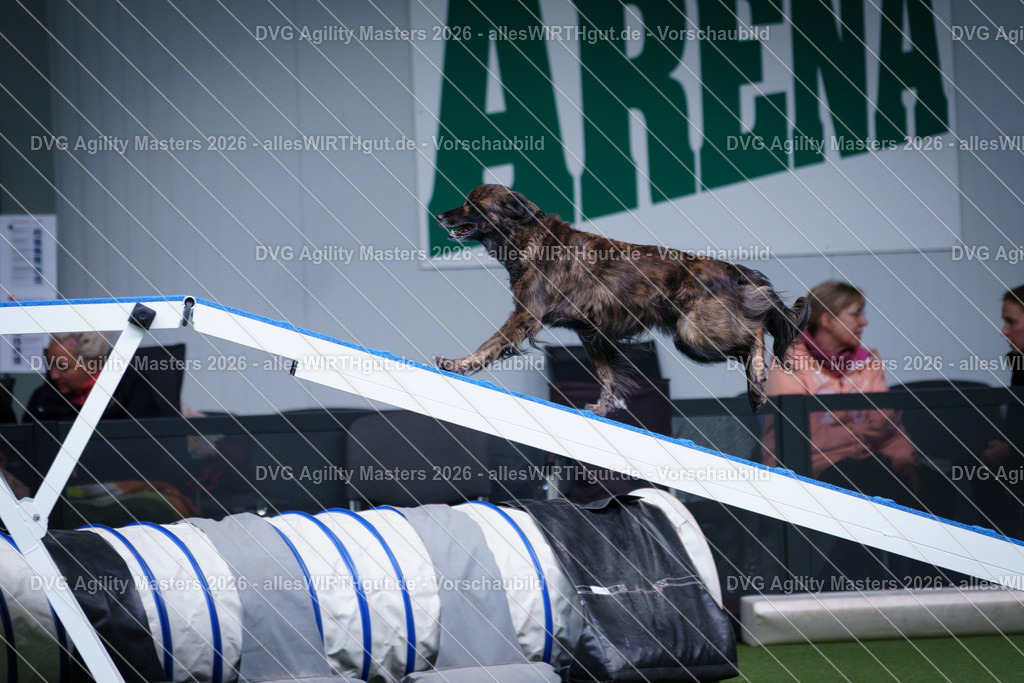 allesWIRTHgut_Tierfotografie-DVG_Agility_Masters_2026-12_38-7R502664 | Professionelle Tierfotografie in Mönchengladbach von Daniel Wirth (allesWIRTHgut). Liebevolle & natürliche Bilder von Hunden & Katzen für unvergessliche Erinnerungen.