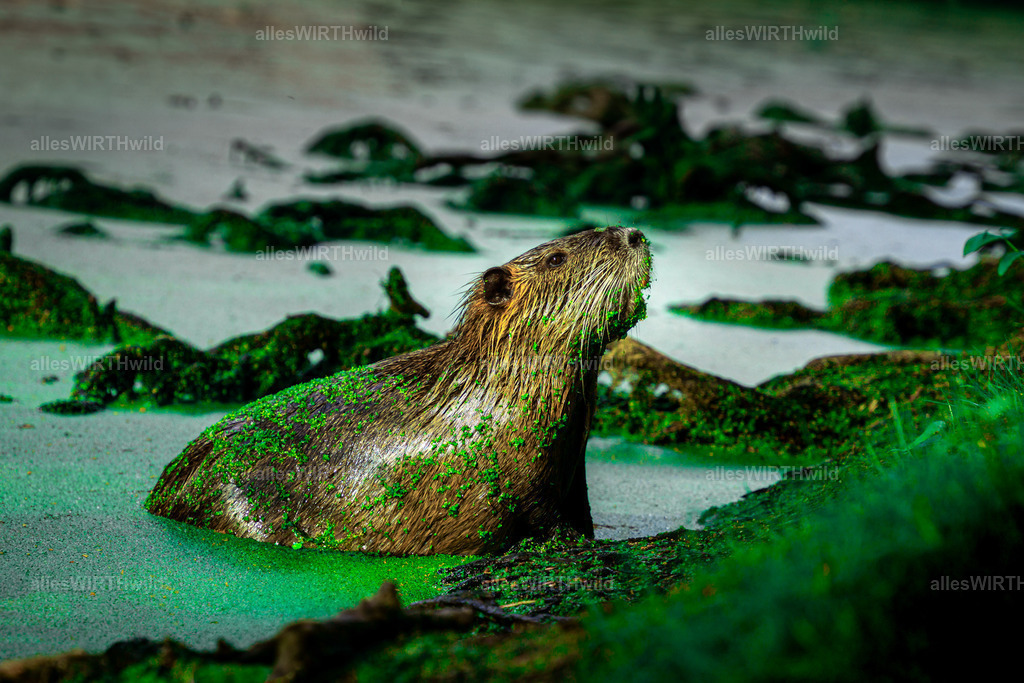 allesWIRTHgut Tierfotografie - DSC01316 | Entdecke die faszinierende Welt der Natur- und Wildlife-Fotografie von Daniel und Bärbel. Inspirierende Bilder von wilden Tieren und kleinen Naturwundern.