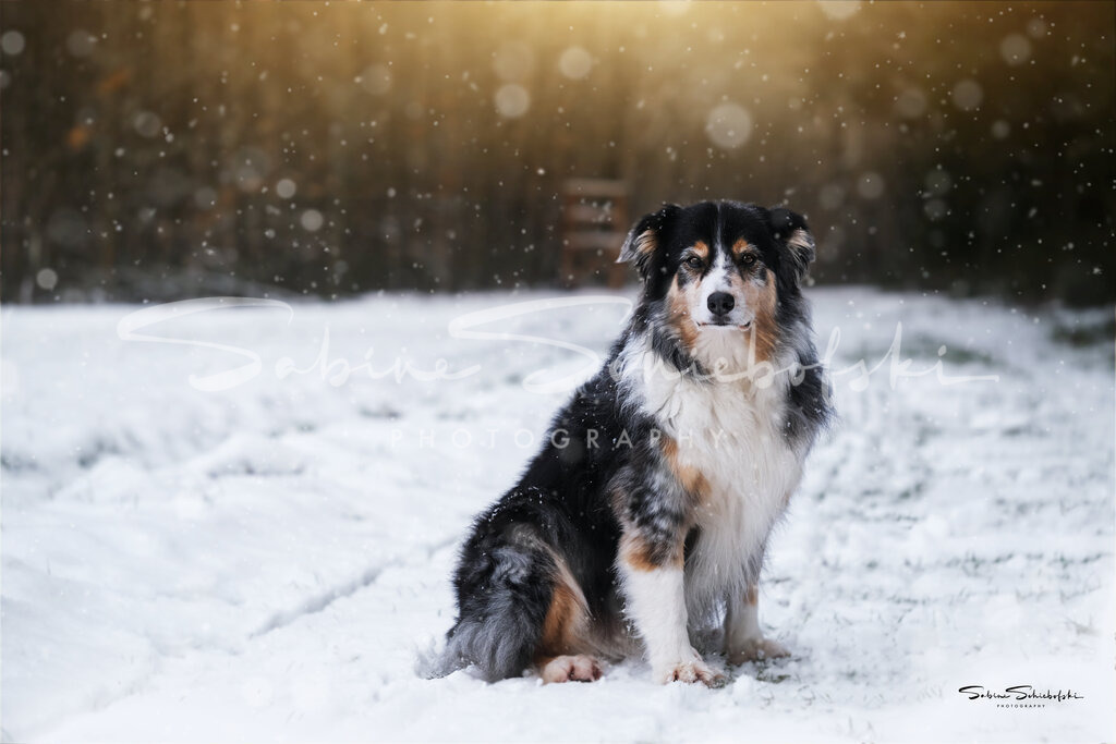 "June"  Australian Shepherd | People- und Tierfotografie, Imageaufnahmen, Veranstaltungsfotografie und Wandbilder aus der Natur ★ Made in Germany ✔️ Druck + Downloads ✔️ Naturfotografie in Top Qualität ★ schneller Versand, weltweite Lieferung! - Realisiert mit Pictrs.com