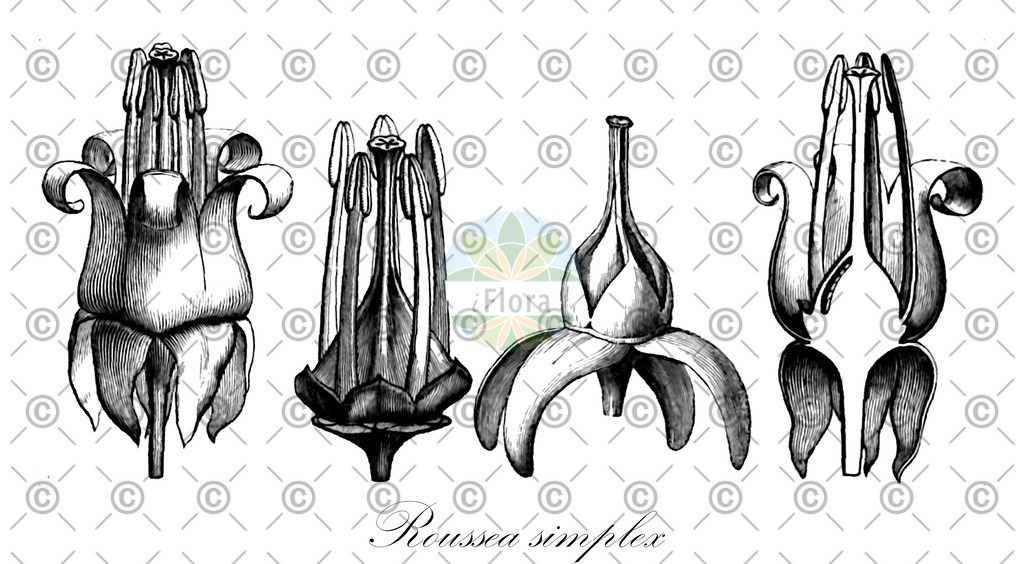 HistAbb_wfo-0001080371_1_ENZY_Simple | Historische Abbildung von Roussea simplex - Rousseaceae | Historical Illustration of Roussea simplex - Rousseaceae