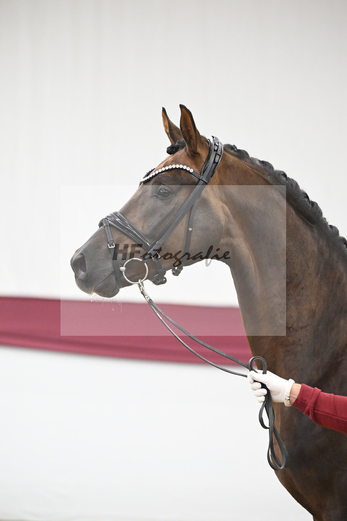 Kat-Nr. 63 Feliciano x Don Martillo_Michaela Rupp_47252410 | hf-fotografie - Realisiert mit Pictrs.com