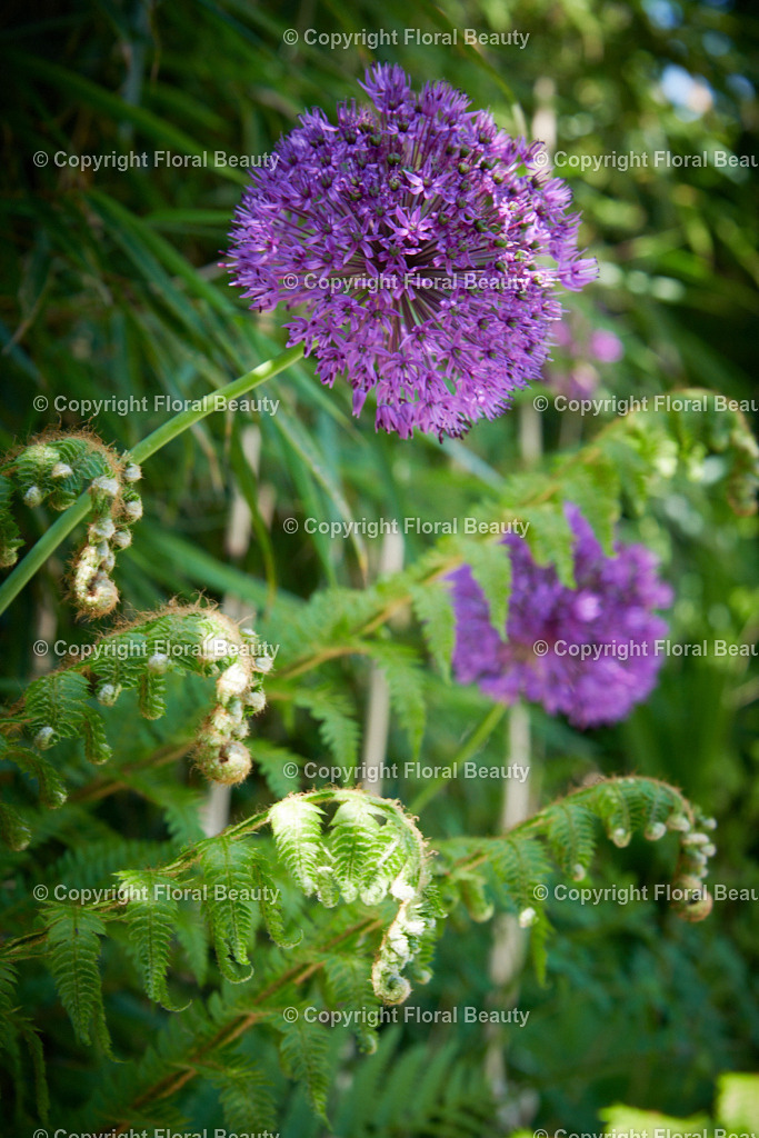 Wandbild Allium mit Farn | Dunkler Allium mit Farn - Realisiert mit Pictrs.com