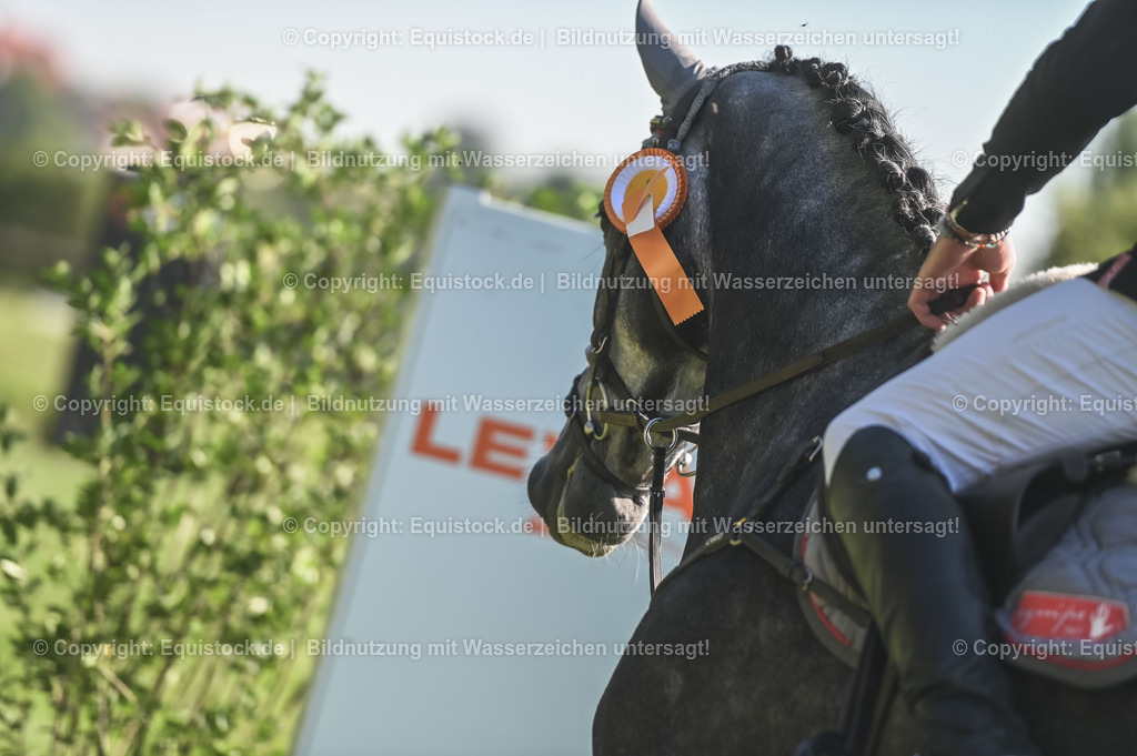 20230908_14-15_Springpferde-A_0139 | equistock