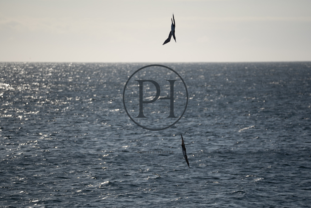 Galápagos Brown Pelican | Philipp-Heist - Realisiert mit Pictrs.com