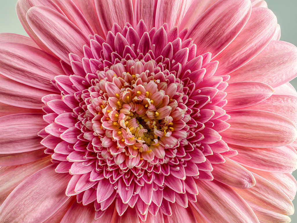 Gerbera_Pink_02 | Fotos in hoher Qualität, extrem scharf, viele schöne Details mit leuchtenden Farben. Blütenbilder für Zuhause, Praxis, Kanzlei oder Büro. Aufnahmen in Low Key, nahezu monochrom. Hochwertige Materialien: Alu Dibond, Hahnenmühle, Forex, Fotodrucke. - Realizzato con Pictrs.com