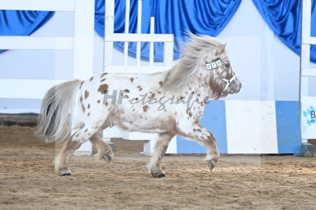 Kat-Nr. 18 Belis Nevada v. Napoleon_Hock_9260474 | hf-fotografie - Realisiert mit Pictrs.com