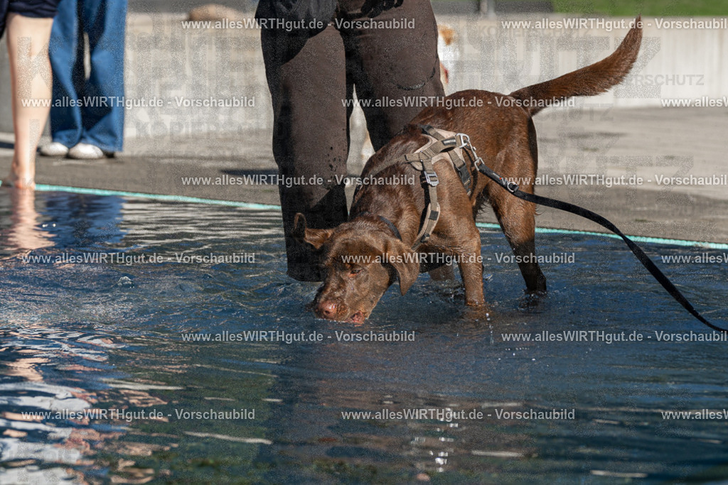 Hundeschwimmen_Volksbad_2026-allesWIRTHgut_Tierfotografie-2609061040-FAY05985 | Professionelle Tierfotografie in Mönchengladbach von Daniel Wirth (allesWIRTHgut). Liebevolle & natürliche Bilder von Hunden & Katzen für unvergessliche Erinnerungen.