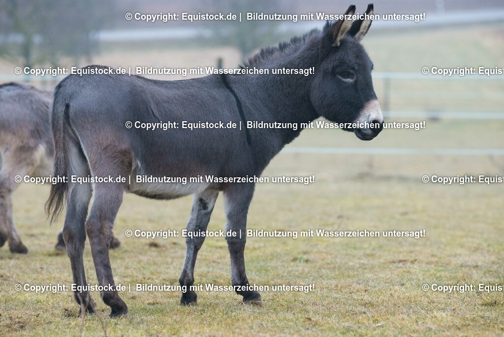 20150217_Esel_0020 | equistock