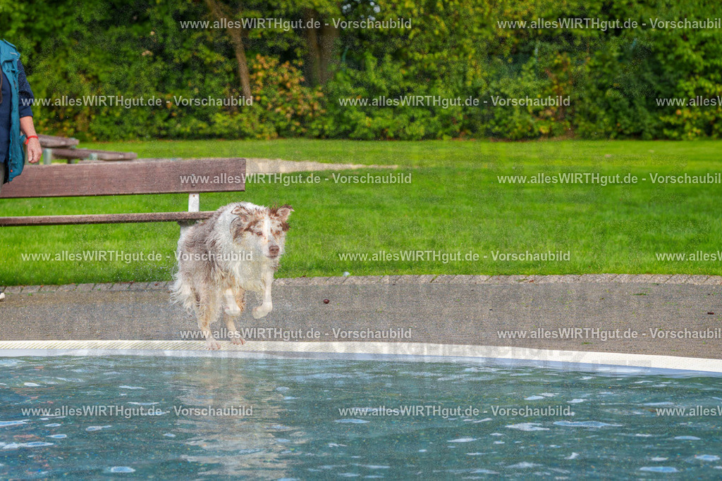 Hundeschwimmen_Grefrath_2026-allesWIRTHgut_Tierfotografie-15_17-FAY01210 | Professionelle Tierfotografie in Mönchengladbach von Daniel Wirth (allesWIRTHgut). Liebevolle & natürliche Bilder von Hunden & Katzen für unvergessliche Erinnerungen.