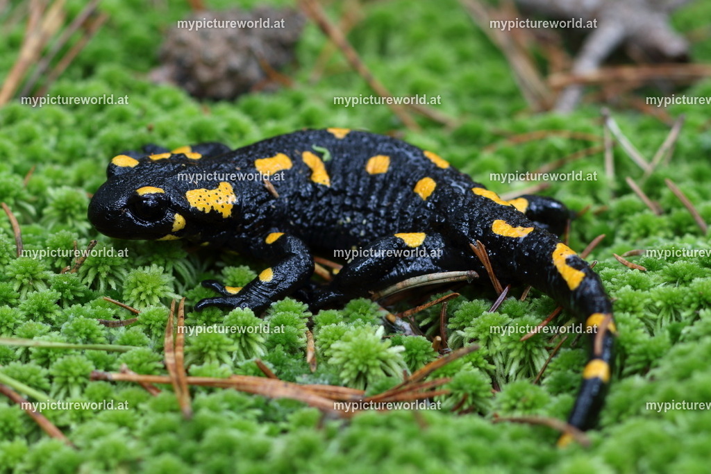 Feuersalamander-040 | Das Bilderarchiv über Tiere, Planzen und Landschaften. In der Bilddatenbank finden Sie ein große Auswahl an hochwertigen Bilder für Ihre Werbung - Realisiert mit Pictrs.com