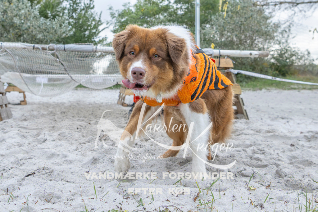1123_ZZ96500 | kk-dogfotos
