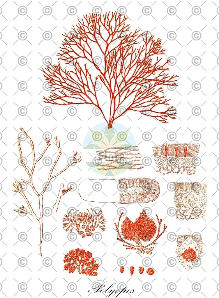 HistAbb_wfo-0000396175_1_ENZY_Simple | Historische Abbildung von Polyopes - Halymeniaceae (0) | Historical Illustration of Polyopes - Halymeniaceae (0)