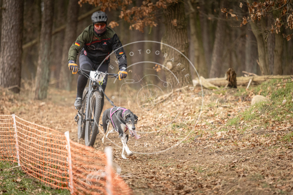 Pfotenfotografie_DV3A3466 | Hundefotografie, Tierfotograf, Pfotenfotografie, Fotoshooting Hund, Hunde Portrait, Hundesport, Hundeportraits, Heideshooting, Hunde, Sportfotograf, Hundefotograf, Turnierhundsport, THS,  - Realisiert mit Pictrs.com