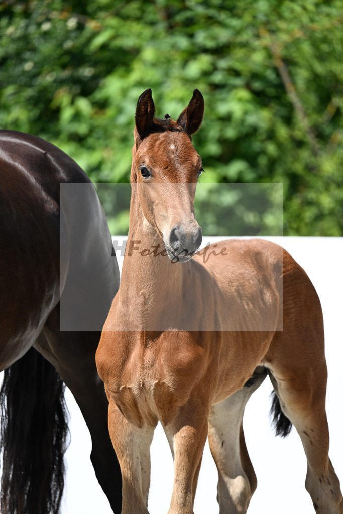 Vjento x Bon Coeur_HF_Amann_13251611 | hf-fotografie - Realizzato con Pictrs.com