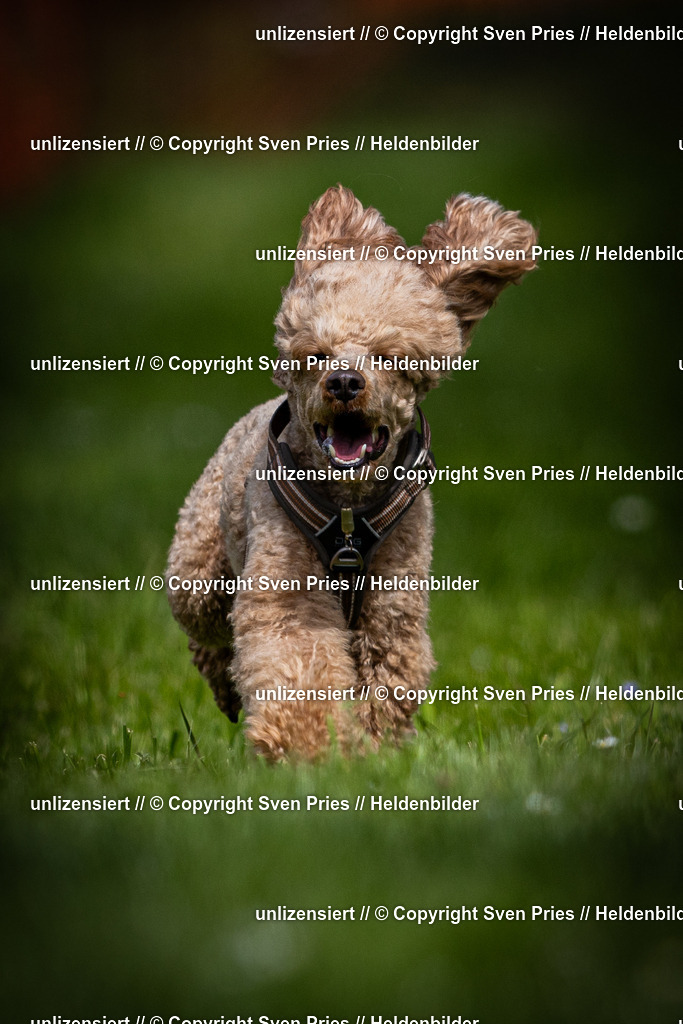 Sven Pries | 2025-04-13 - Hunderennen Baden-Baden - Realisiert mit Pictrs.com