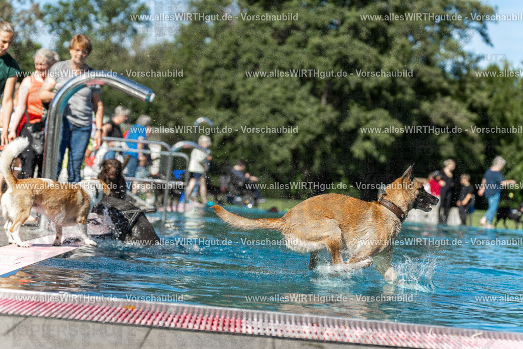 Hundeschwimmen_Volksbad_2026-allesWIRTHgut_Tierfotografie-2609061129-103909-7R509660 | Professionelle Tierfotografie in Mönchengladbach von Daniel Wirth (allesWIRTHgut). Liebevolle & natürliche Bilder von Hunden & Katzen für unvergessliche Erinnerungen.