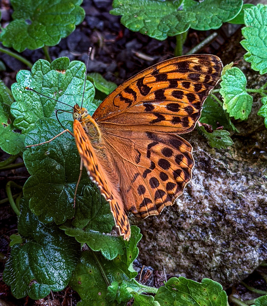 The Golden Wing – Eleganter Kaisermantel im Makro-Detail | Bringen Sie die filigrane Schönheit und die beruhigende Kraft der Natur in einer exklusiven Galerie-Ausführung an Ihre Wände. Diese meisterhafte Makrofotografie fängt einen prachtvollen Kaisermantel-Schmetterling im Raum Lörrach/Basel in beeindruckender Detailtiefe ein. Das feurige Orange der Flügel und die feine, schwarze Musterung kontrastieren spektakulär mit dem natürlichen, tiefen Grün des Hintergrunds. Ein zeitloses Kunstwerk der Naturfotografie, das eine harmonische, warme und elegante Atmosphäre schafft. Perfekt geeignet als stilvoller Ruhepol für moderne Wohnzimmer, exklusive Schlafzimmer, helle Flure oder Wellnessbereiche.Material-Empfehlung: Für dieses detailreiche, lebendige Naturmotiv empfehle ich dringend den Druck auf hochglanz-versiegeltem Acrylglas. Die glänzende Oberfläche verleiht den Farben eine spektakuläre Tiefenwirkung und lässt den Schmetterling dreidimensional im Raum wirken.Holen Sie sich diesen zeitlosen floralen Luxus nach Hause – Wählen Sie jetzt Ihre Wunschgröße und bestellen Sie Ihr Premium-Wandbild in Galerie-Qualität![Archiv-Nr. #1042] - Realisiert mit Pictrs.com