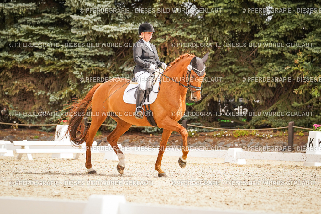 DSC01782 | Pferdegrafie