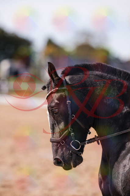 2026_10_03_Siefer-Hof_131855_Z81_67608901 | Professionelle Reitsport-, Turnier- und Eventfotografie von Robert Broda. Galerien mit ausgewählten und bearbeiteten Bildern direkt online ansehen und bestellen.