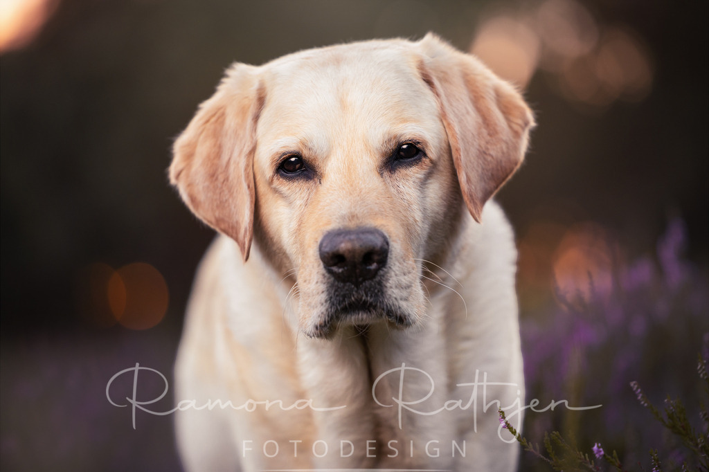 Labrador-Hundefotografie-Heideblüte | ramonarathjen-fotodesign - Realisiert mit Pictrs.com