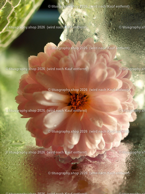 titusgraphy_PB251210-vz-ln | titusgraphy-shop: Geschenkideen mit Qualitätsfotos. titusgraphy-shop: gift ideas with quality photos. titusgraphy-shop: idées cadeaux avec photos de qualité.  - Realisiert mit Pictrs.com