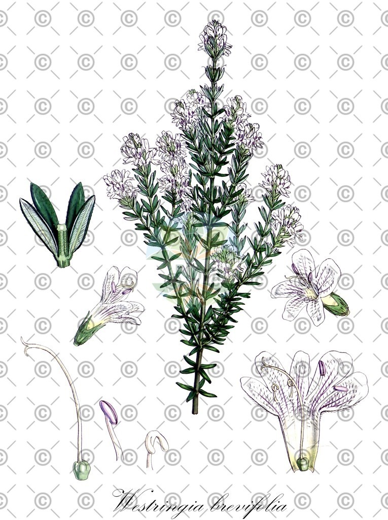 HistAbb_wfo-0001135695_1_ENZY_Simple | Historische Abbildung von Westringia brevifolia - Lamiaceae | Historical Illustration of Westringia brevifolia - Lamiaceae