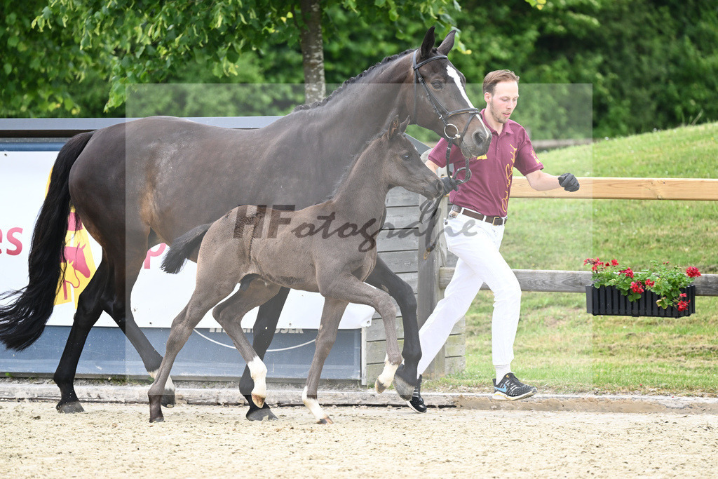 Kat-Nr. 35 HF DSP Feliciano_Niedermair_17230880 | hf-fotografie - Realizzato con Pictrs.com