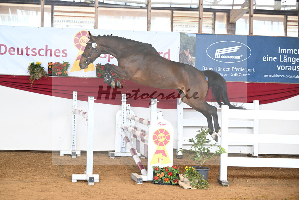 Kat-Nr. 23 I m Special Elly v. Eldorado v d Zeshoek_Rother-Link_16250812 | hf-fotografie - Realisiert mit Pictrs.com