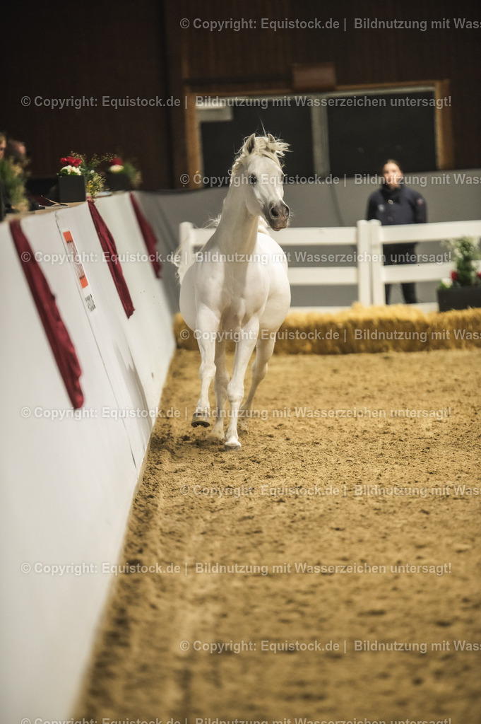 20240302_Hengstvorstellung_Marbach_TOMsPiC_1146-2 | equistock