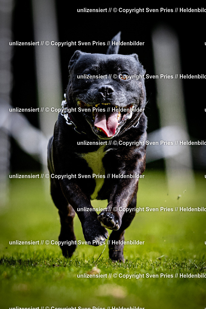 Sven Pries | 2025-10-03 - Hunderennen Obergrombach - Realisiert mit Pictrs.com