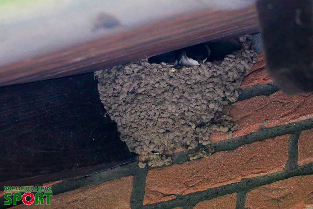 Mehlschwalben_bei_Otto11062025_016 | Bildergalerie von Sport-Ereignissen aber auch von weiteren spannenden Dingen - nicht nur vom Niederrhein. In Anlehnung an den bekannten Spruch von Hanns Dieter Hüsch heißt das Motto: "Niederrhein ist überall".  - Realisiert mit Pictrs.com