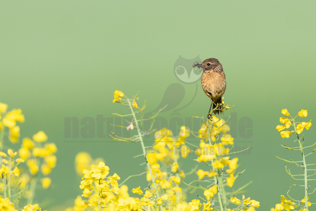 R6M38847_20260508 | Ein weibliches Schwarzkehlchen (Saxicola rubicola) sitzt auf einem gelben Rapsstängel und hält ein dunkles Insekt fest in seinem Schnabel. Das Gefieder des Vogels ist überwiegend braun mit helleren Unterseiten und einer dunkleren Kopfpartie. Der Hintergrund ist ein weiches, unscharfes Grün, das die gelben Rapsblüten und den Vogel hervorhebt. Die Interaktion zeigt das Schwarzkehlchen bei der Jagd oder dem Transport von Beute, möglicherweise zur Fütterung des Nachwuchses. - Realisiert mit Pictrs.com