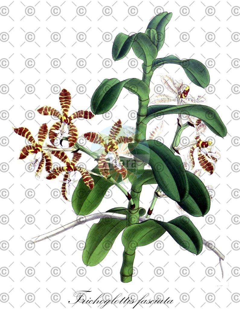 HistAbb_wfo-0001036000_1_ENZY_Simple | Historische Abbildung von Trichoglottis fasciata - Orchidaceae | Historical Illustration of Trichoglottis fasciata - Orchidaceae