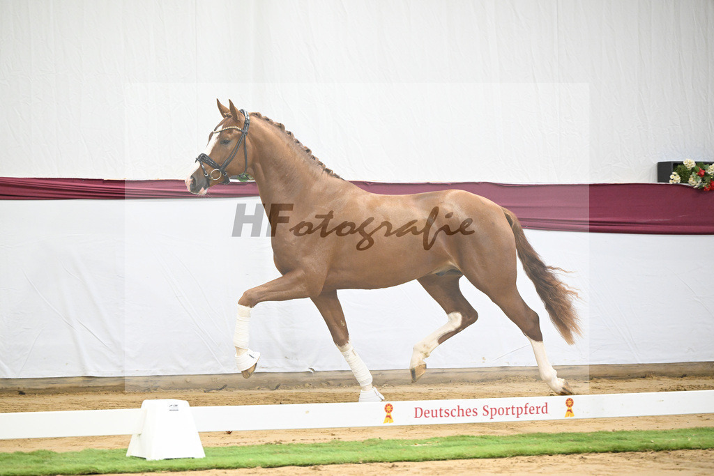 Kat-Nr. 140 Juwel x Vitalis_BG Westhoff u Rothenberger_47253147 | hf-fotografie - Realisiert mit Pictrs.com