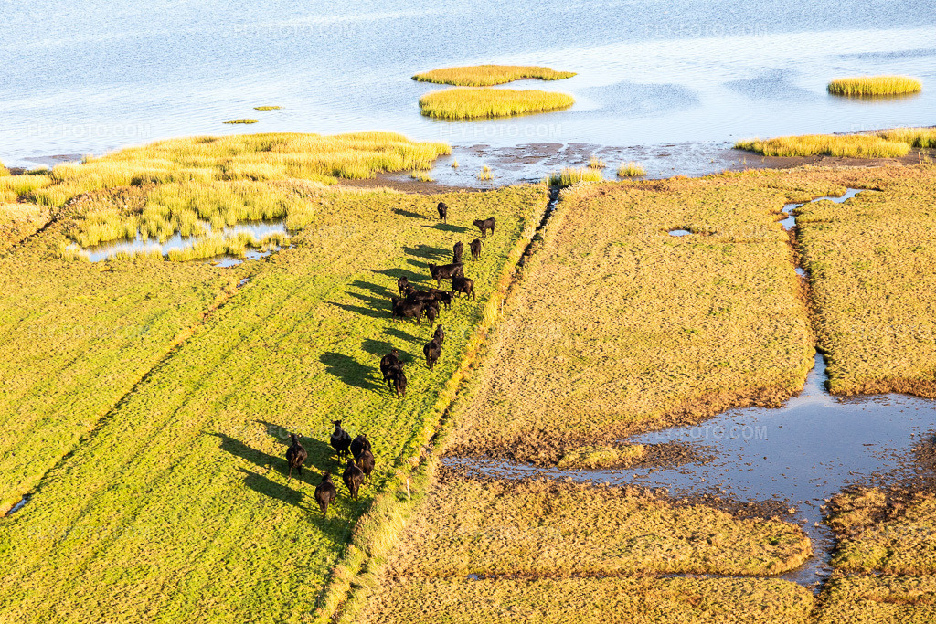 Aerial view: Pasture on the North Sea coast with a herd of Angus cattle in Fanø in Fanø in the state South Denmark, Denmark.Photo: IMG_118869.jpg taken on 09/21/2019 by Werner Riehm/FLY-FOTO.comResolution of the original: 5472 x 3648 px