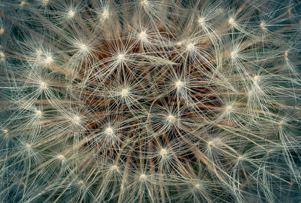 Pusteblumennetzwerk | Eine Blüte von oben. - Realisiert mit Pictrs.com
