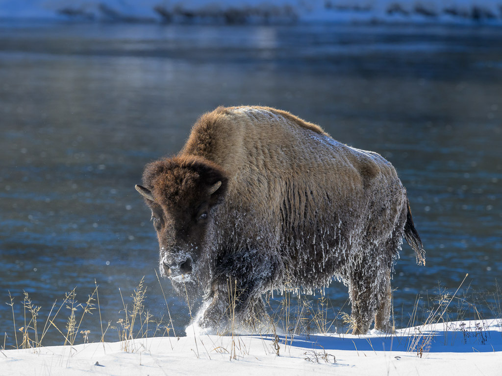 2024-164 | Bison am Madison River. - Realisiert mit Pictrs.com