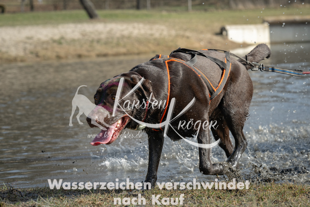 1254_ZZ92637 | kk-dogfotos