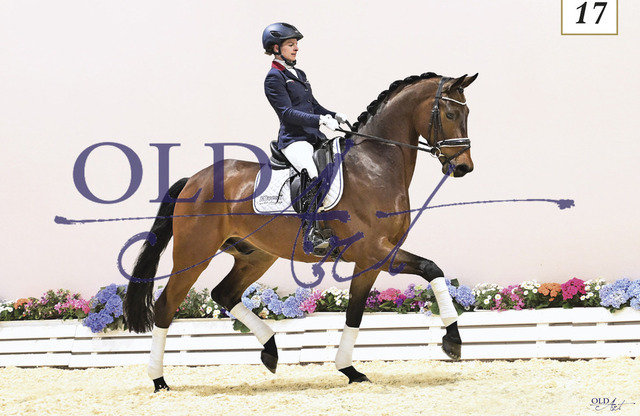 17 Fu Fu DE433330364919 For Romance I - Romanov Blue Hors - Sandro Hit | <meta name="description" content="★Offizieller Merchandise und Foto-/Videostore des Oldenburger Verbandes.★ ✅Jetzt auch digital Ausdrucke erhältlich." />
<meta name="keywords" content="Merchandise Foto-/Videostore Oldenburger Verband Photographie 