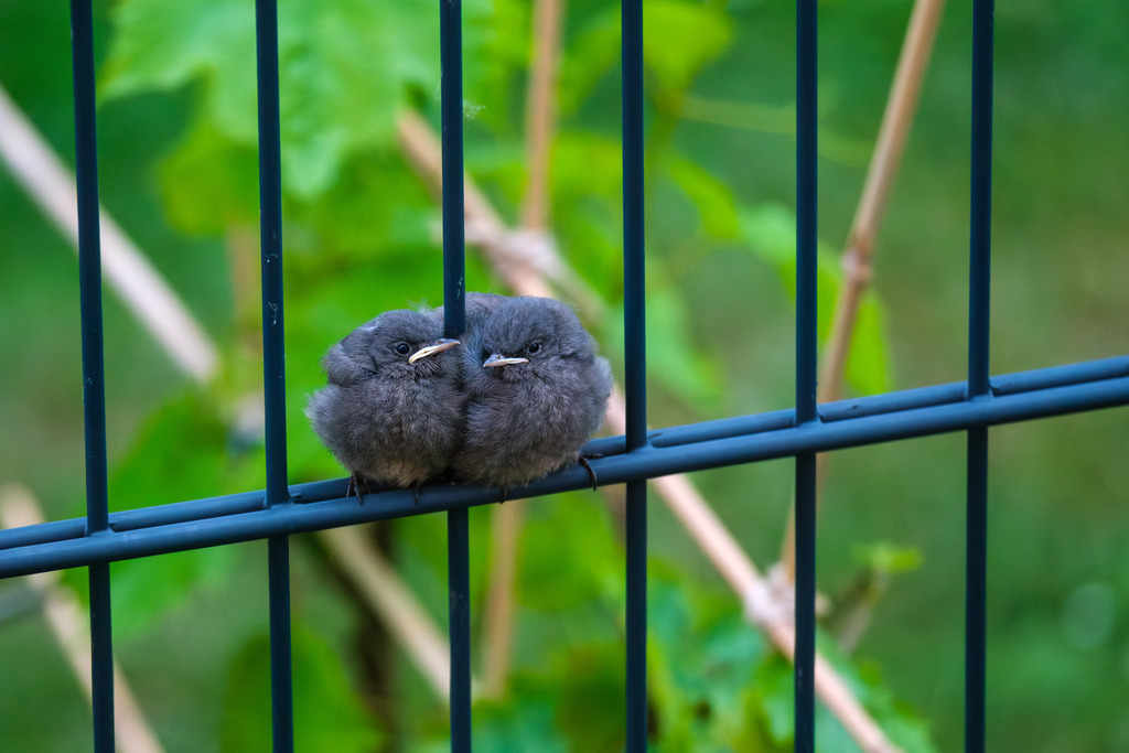Amselküken | Zwei junge Amselküken bei ihren ersten Ausflug. - Realisiert mit Pictrs.com