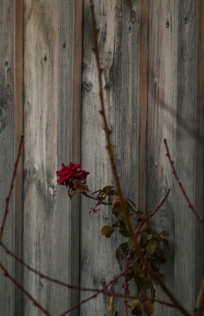 PSX_20221215_223156 | mtkfoto_ - Realisiert mit Pictrs.com