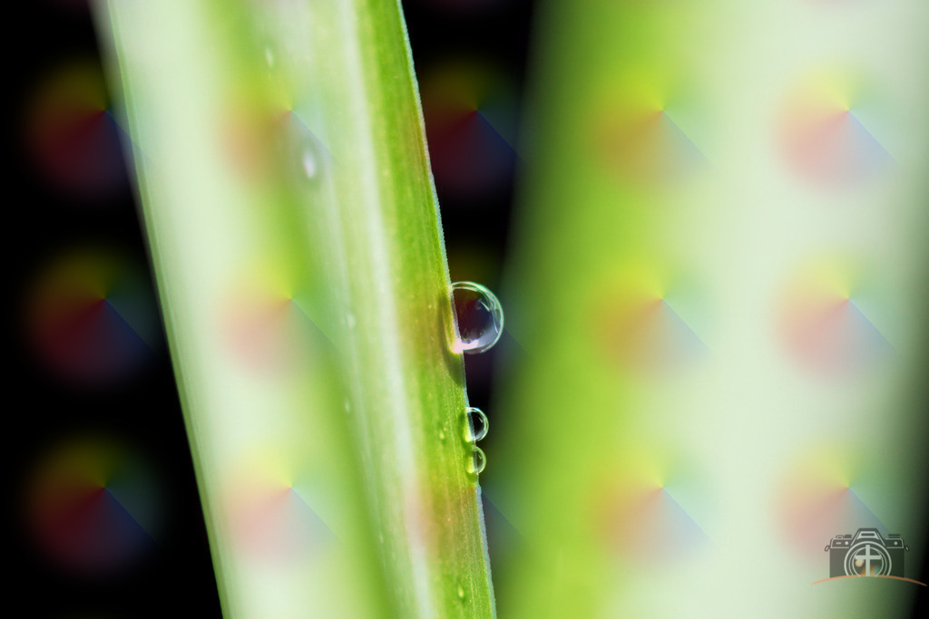 WT-Blatt-0003 | Entdecken Sie eine vielfältige Auswahl individueller Fotos zum Kauf auf picturalux.de. Finden Sie hochwertige Bilder für Ihre Projekte, die Ihre Botschaft perfekt unterstreichen. Stöbern Sie jetzt und verleihen Sie Ihren Inhalten das gewisse Etwas! - Realisiert mit Pictrs.com