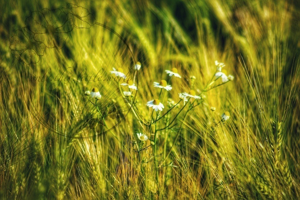 IMG_3090-01 | only.this.little.world - Realisiert mit Pictrs.com