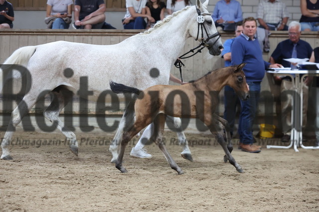 Weilheim_2024_Fohlenschau_Springbetonte_Hengstfohlen_KN_12 (25) | Alle Fotos der Reiterjournal Fotografin Doris Matthaes im Reiterjournal Online-Fotoshop. - Realisiert mit Pictrs.com