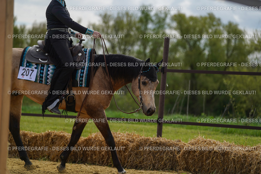 DSC03774 | Pferdegrafie