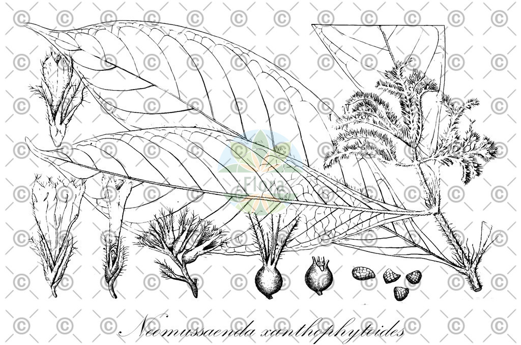 HistAbb_wfo-0000250307_1_ENZY_Simple | Historische Abbildung von Neomussaenda xanthophytoides - Rubiaceae | Historical Illustration of Neomussaenda xanthophytoides - Rubiaceae